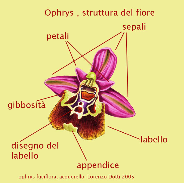 orchidee: struttura del fiore